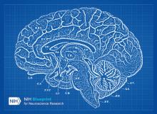 Brain drawing in white font on blue graph paper-style background. Corner graphic: NIH Blueprint for Neuroscience Research